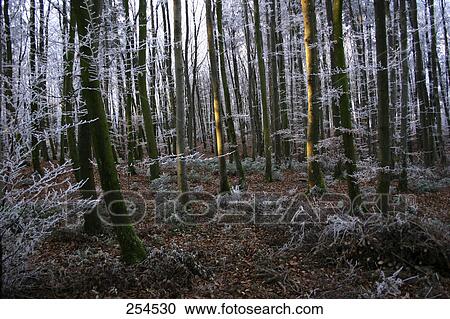 Frozen coniferous trees in forest View Large Photo Image Stock Image - Frozen coniferous trees in forest . Fotosearch