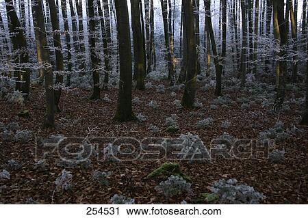 Stock Image - Frozen coniferous trees in forest . Fotosearch