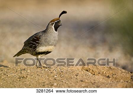 Picture - Gambels quail (Callipepla gambelii), Phoenix, Arizona, USA . Fotosearch