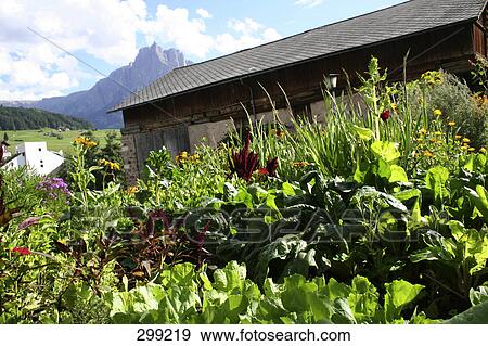 Garden in front of house View Large Photo Image Stock Photo - Garden in front of house . Fotosearch