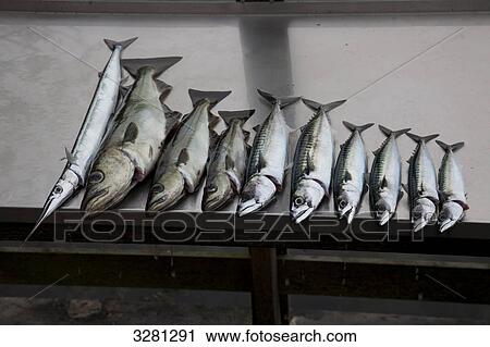 Stock Image - Garfish, pollack and mackerel in a row, Norway . Fotosearch