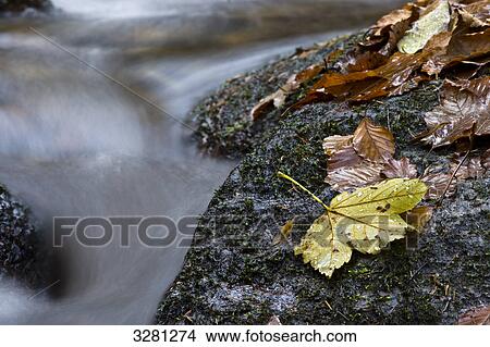 Picture - Gertelsbacher Wasserfall, Buehlertal, Black Forest, Baden-Württemberg, Germany . Fotosearch
