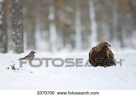 Stock Image - Golden eagle (Aquila chrysaetos) and Jay (Garrulus glandarius) in the snow, Skelleftea, Sweden . Fotosearch