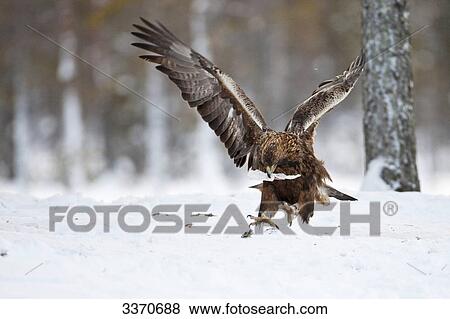Golden eagle (Aquila chrysaetos), Skelleftea, Sweden View Large Photo Image Stock Photo - Golden eagle (Aquila chrysaetos), Skelleftea, Sweden . Fotosearch