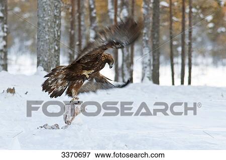Stock Photo - Golden eagle (Aquila chrysaetos) with prey, Skelleftea, Sweden . Fotosearch