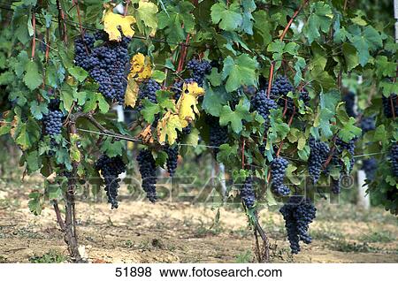 Grapes in vineyard, Province Cuneo, Piedmont, Italy View Large Photo Image Stock Photo - Grapes in vineyard, Province Cuneo, Piedmont, Italy . Fotosearch