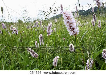 Stock Photograph - Grass and flowers in field . Fotosearch