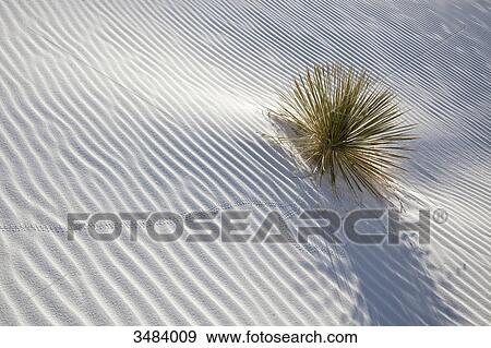 Stock Photo - Grasses growing in white sand, White Sands National Monument, New Mexico, USA, elevated view . Fotosearch