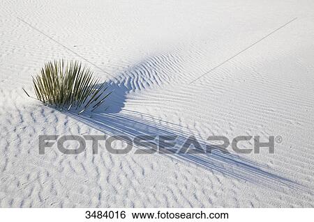 Stock Photograph - Grasses growing in white sand, White Sands National Monument, New Mexico, USA, elevated view . Fotosearch