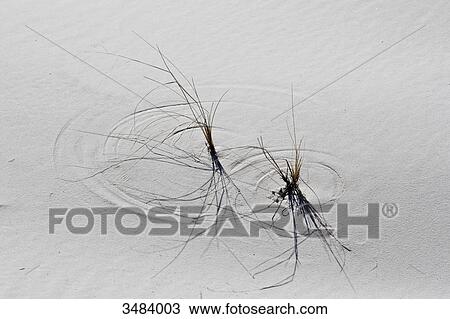 Stock Image - Grasses in white sand, White Sands National Monument, New Mexico, USA, elevated view . Fotosearch