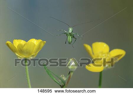 Grasshopper flying over buttercup flower View Large Photo Image Stock Photography - Grasshopper flying over buttercup flower . Fotosearch