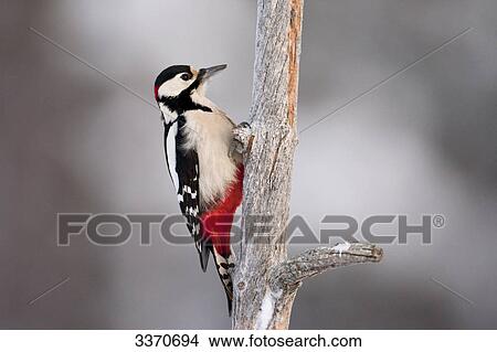 Picture - Great Spotted Woodpecker (Dendrocopos major) sitting on a branch, Skelleftea, Sweden, close-up . Fotosearch