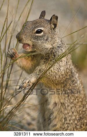 Ground squirrel (Xerinae), Yosemite National Park, California, USA, close-up View Large Photo Image Stock Image - Ground squirrel (Xerinae), Yosemite National Park, California, USA, close-up . Fotosearch