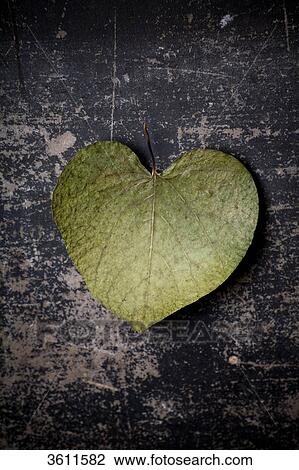 Stock Image - Heart-shaped leaf . Fotosearch
