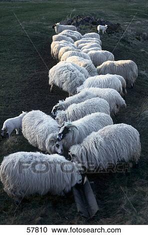 Stock Image - Herd of sheep in a field, Scotland . Fotosearch