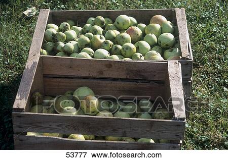 Stock Photo - High angle view of crates of apples outdoors . Fotosearch