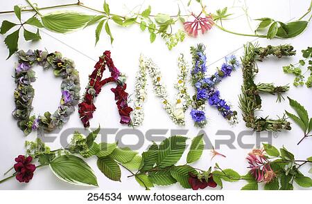 Picture - High angle view of flowers and leaves . Fotosearch