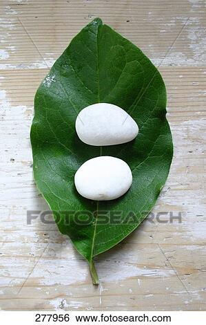 High angle view of pebbles on leaf View Large Photo Image Stock Photograph - High angle view of pebbles on leaf . Fotosearch