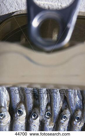 High angle view of sardines in sardine can View Large Photo Image Stock Image - High angle view of sardines in sardine can . Fotosearch