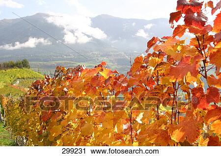 High angle view of trees in row View Large Photo Image Stock Image - High angle view of trees in row . Fotosearch