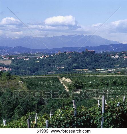 High angle view of vineyard, Albugnano, Asti, Piedmont, Italy View Large Photo Image Stock Image - High angle view of vineyard, Albugnano, Asti, Piedmont, Italy . Fotosearch
