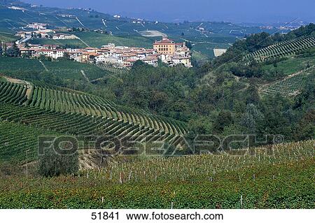Stock Image - High angle view of vineyard on hill, Barolo, Provinz Cuneo, Piedmont, Italy . Fotosearch