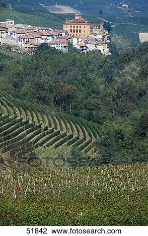High angle view of vineyard on hill, Barolo, Provinz Cuneo, Piedmont, Italy View Large Photo Image Stock Image - High angle view of vineyard on hill, Barolo, Provinz Cuneo, Piedmont, Italy . Fotosearch