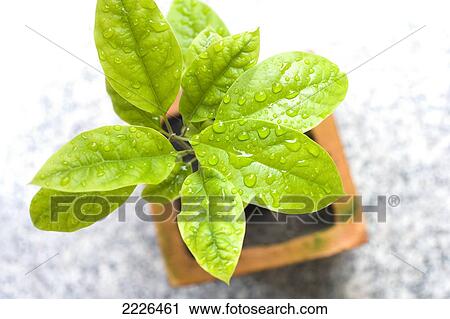 Stock Image - High angle view of water droplets on potted plant . Fotosearch