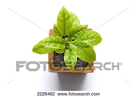 High angle view of water droplets on potted plant View Large Photo Image Stock Image - High angle view of water droplets on potted plant . Fotosearch
