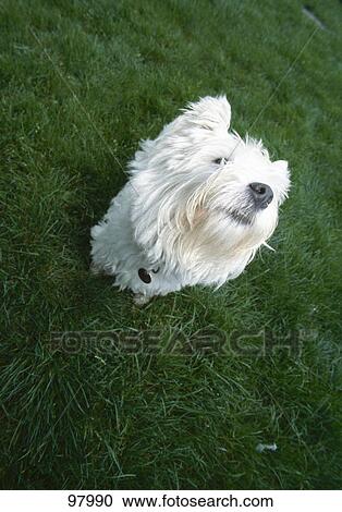 Stock Image - High angle view of West Highland White Terrier sitting in field . Fotosearch