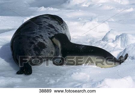 Hooded Seal (Cystophora cristata) and its young ones on pack ice, Quebec, Canada View Large Photo Image Stock Photo - Hooded Seal (Cystophora cristata) and its young ones on pack ice, Quebec, Canada . Fotosearch