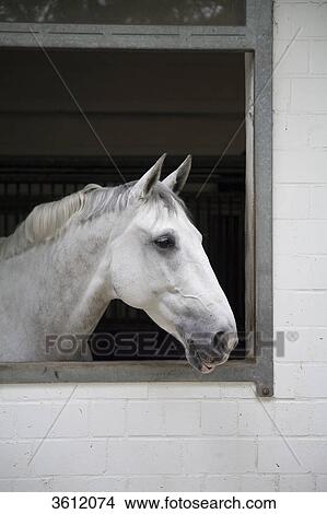 Horse in a barn View Large Photo Image Picture - Horse in a barn . Fotosearch