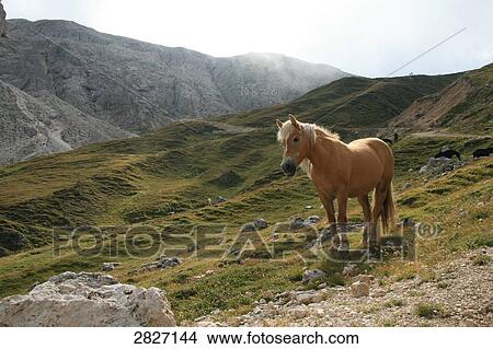 Horse standing on mountain View Large Photo Image Picture - Horse standing on mountain . Fotosearch