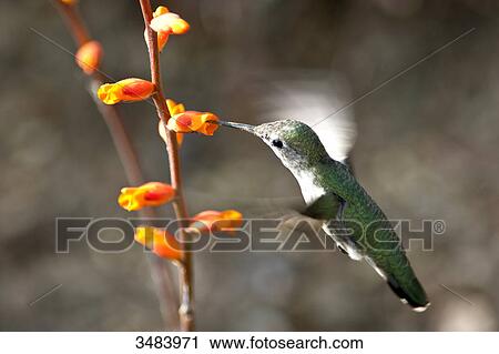 Hummingbird feeding, Desert Botanical Garden, Phoenix, Arizona, USA, close-up View Large Photo Image Stock Image - Hummingbird feeding, Desert Botanical Garden, Phoenix, Arizona, USA, close-up . Fotosearch