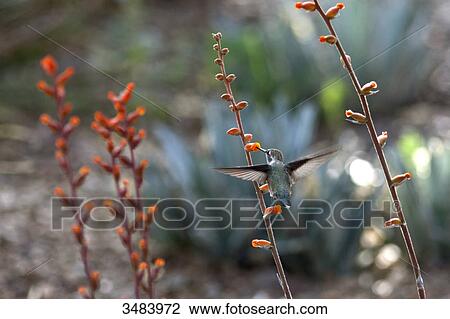 Stock Image - Hummingbird feeding, Desert Botanical Garden, Phoenix, Arizona, USA . Fotosearch