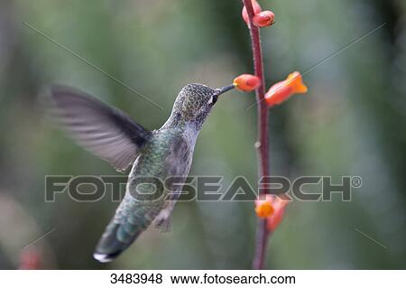Stock Photo - Hummingbird feeding, Desert Botanical Garden, Phoenix, Arizona, USA . Fotosearch