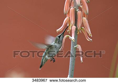 Hummingbird feeding, Desert Botanical Garden, Phoenix, Arizona, USA View Large Photo Image Stock Photo - Hummingbird feeding, Desert Botanical Garden, Phoenix, Arizona, USA . Fotosearch