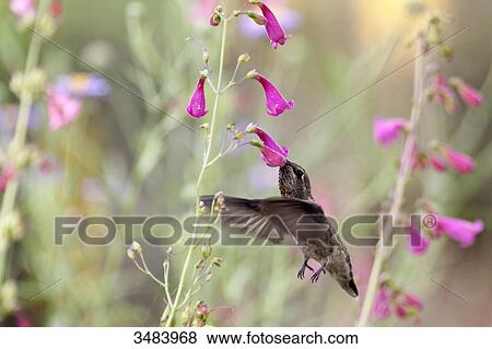 Stock Photo - Hummingbird feeding, Desert Botanical Garden, Phoenix, Arizona, USA . Fotosearch