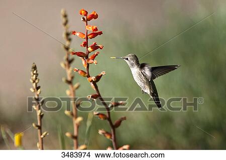 Hummingbird flying beside a blossom, Desert Botanical Garden, Phoenix, Arizona, USA View Large Photo Image Picture - Hummingbird flying beside a blossom, Desert Botanical Garden, Phoenix, Arizona, USA . Fotosearch