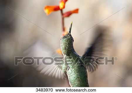Stock Image - Hummingbird flying beside a blossom, Desert Botanical Garden, Phoenix, Arizona, USA, view upon . Fotosearch