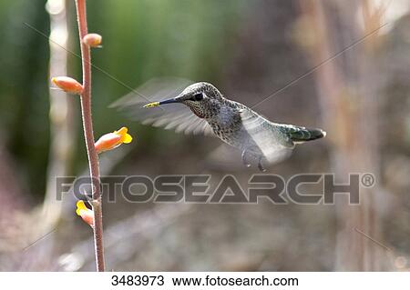 Hummingbird flying beside a blossom, Desert Botanical Garden, Phoenix, Arizona, USA View Large Photo Image Stock Image - Hummingbird flying beside a blossom, Desert Botanical Garden, Phoenix, Arizona, USA . Fotosearch
