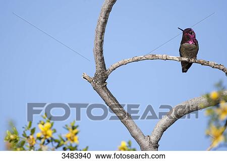 Stock Image - Hummingbird perching on a twig, Arizona, USA, low angle view . Fotosearch