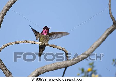 Hummingbird perching on a twig, Arizona, USA, low angle view View Large Photo Image Stock Photo - Hummingbird perching on a twig, Arizona, USA, low angle view . Fotosearch