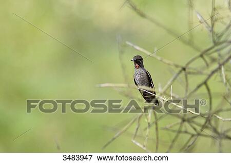 Stock Photo - Hummingbird perching on a twig, Arizona, USA, low angle view . Fotosearch