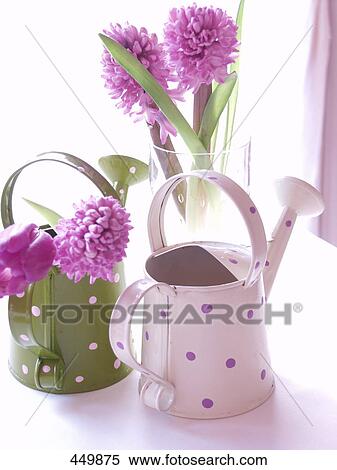 Stock Photography - Hyacinth (Hyacinthus orientalis) flowers in watering can and vase . Fotosearch