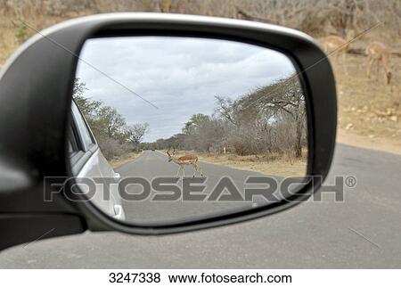 Impala (Aepyceros melampus) in a wing mirror, Kruger National Park, Republic of South Africa View Large Photo Image Stock Photo - Impala (Aepyceros melampus) in a wing mirror, Kruger National Park, Republic of South Africa . Fotosearch