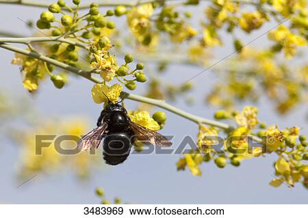 Stock Photo - Insect on a blossom, Desert Botanical Garden, Phoenix, Arizona, USA, close-up . Fotosearch