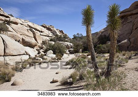 Stock Image - Joshua Tree National Park, California, USA . Fotosearch