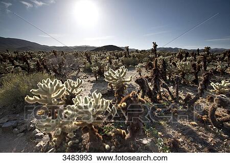 Stock Image - Joshua Tree National Park, California, USA, elevated view . Fotosearch
