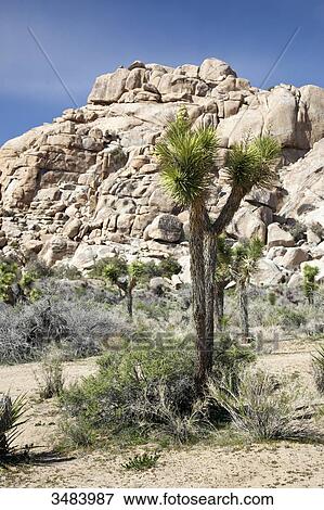 Joshua Tree National Park, California, USA View Large Photo Image Stock Photo - Joshua Tree National Park, California, USA . Fotosearch